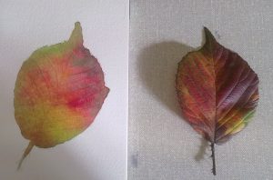 watercolours 01112010362