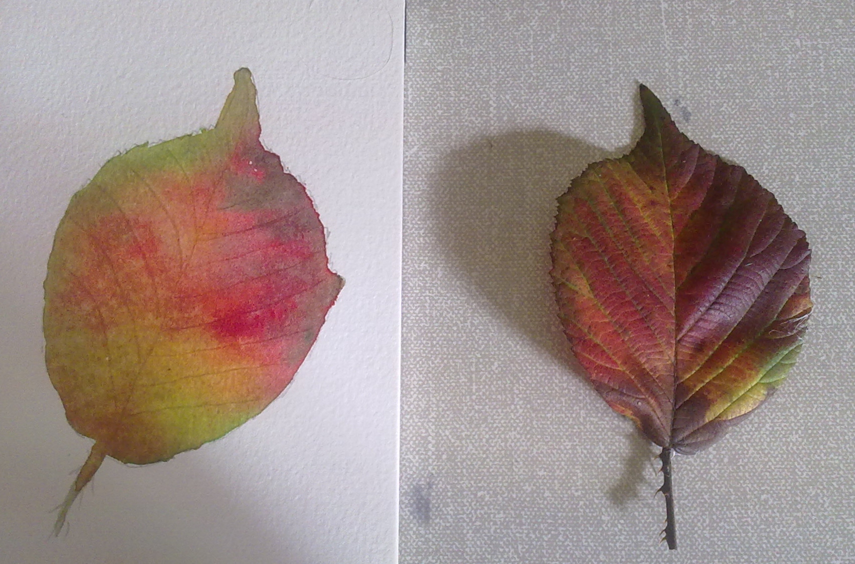 watercolours 01112010362