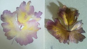 watercolours 01112010364